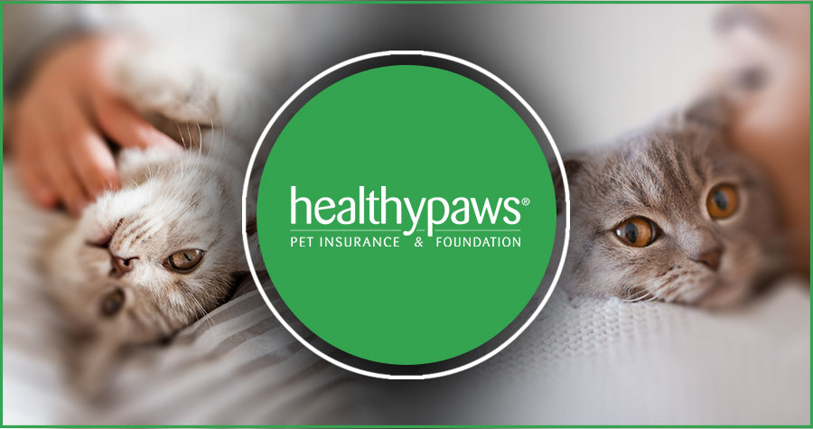 Best Cat Insurance in Illinois 